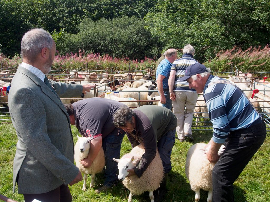 Sheep are judges in their separate classes at the Llanwrtyd Show.