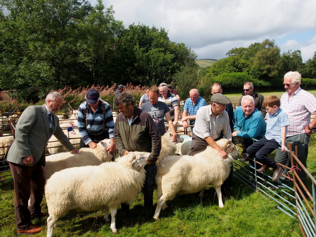 Sheep are judged in their separate classes at the Llanwrtyd Show.