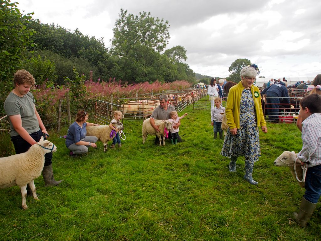 Judging the pet lambs at the Llanwrtyd Wells show.