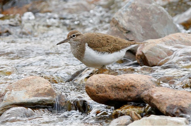 Bird Identification image