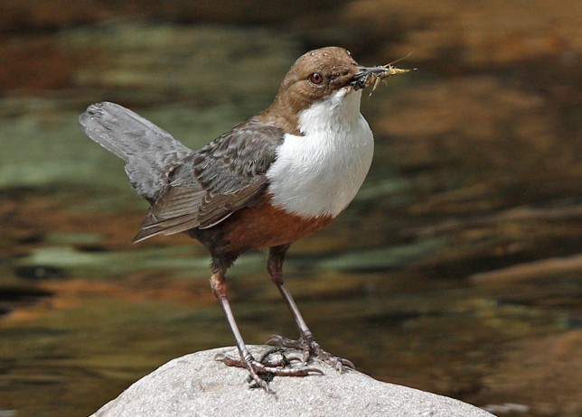 Bird Identification Image