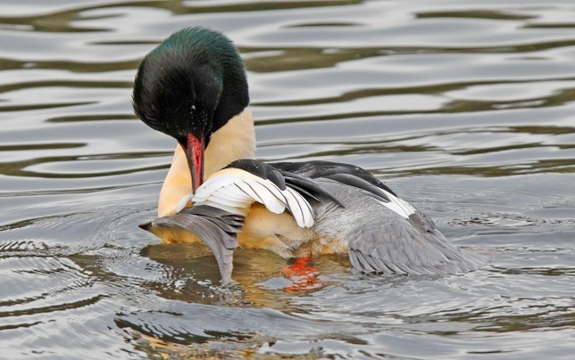 Bird Identification image