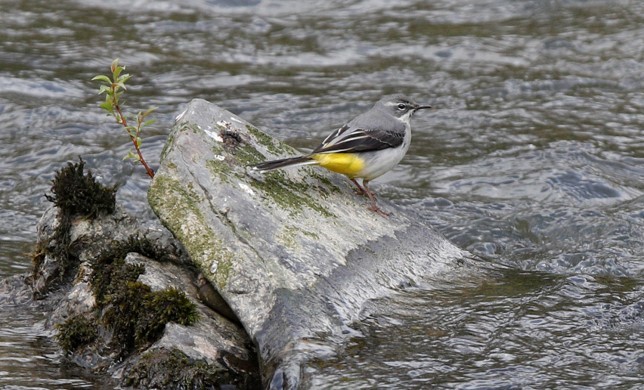 Bird Identification image