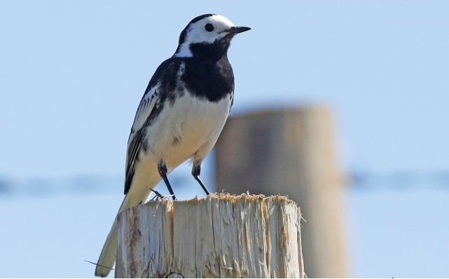 Bird identification image