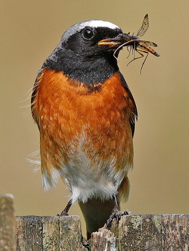 Bird identification image