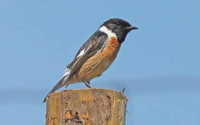 Bird identification image