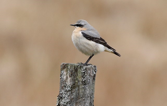 Bird identification image.