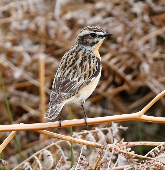 Showing typical bird to ce seen in Abergwesyn